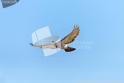 Image of Pigeon