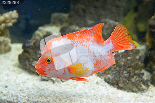 Image of Red-white fish