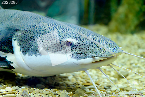 Image of Sheatfish