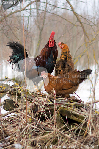 Image of cock