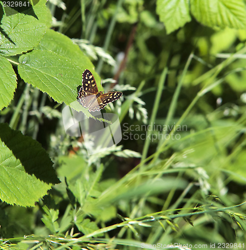 Image of speckled wood butterfly