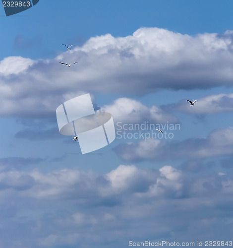 Image of gulls and sky