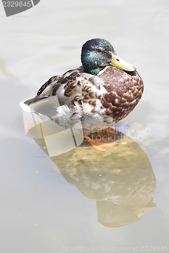 Image of mallard and reflection