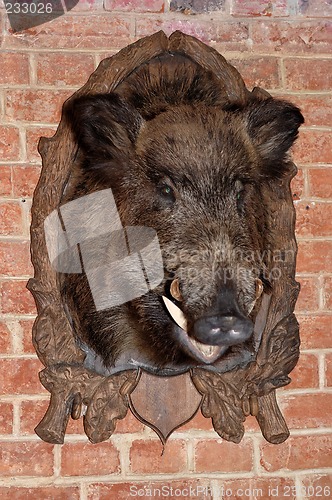 Image of head of wild boar