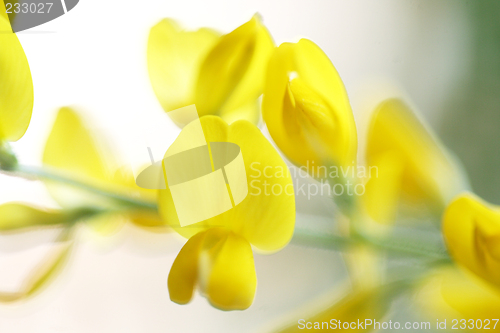 Image of Yellow flower