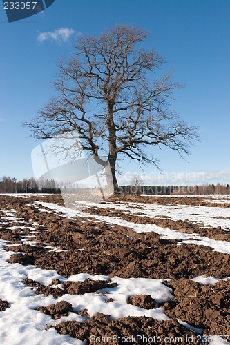 Image of tree