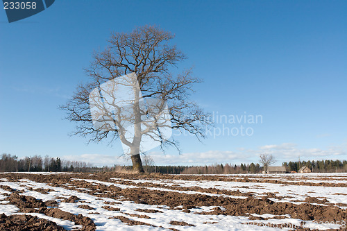 Image of tree