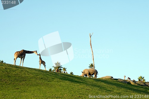 Image of Giraffes and rhino