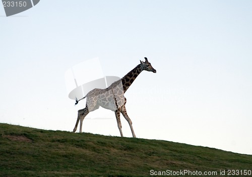 Image of Running giraffe