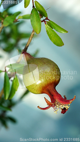 Image of pomegranate on branch
