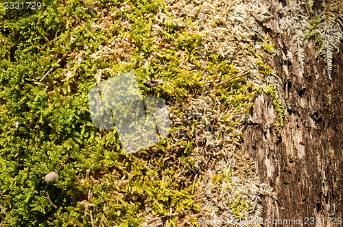 Image of background old dead tree trunk moss spring 