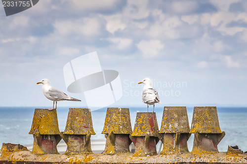 Image of Two seagulls on the pier