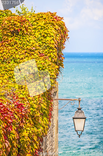 Image of Wild vines leaves on a wall with a lamp