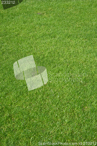 Image of Golf grass