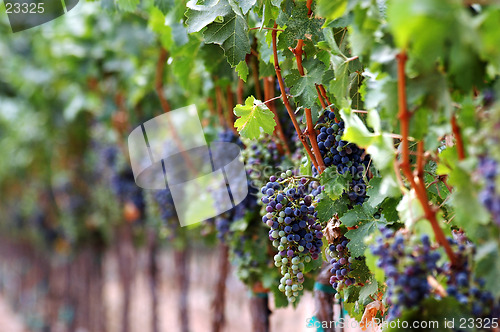 Image of Grapes In The Vineyard