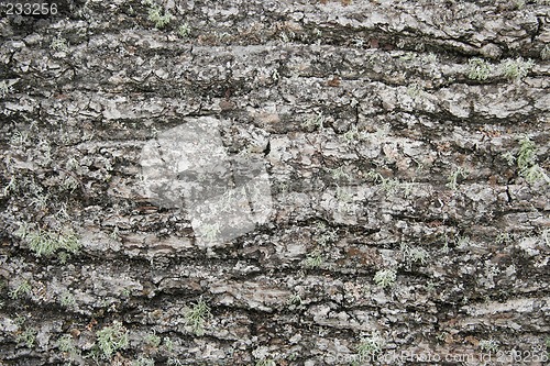 Image of bark texture