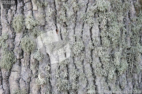 Image of bark texture