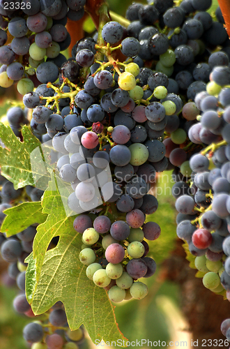 Image of Vineyard Grape Cluster