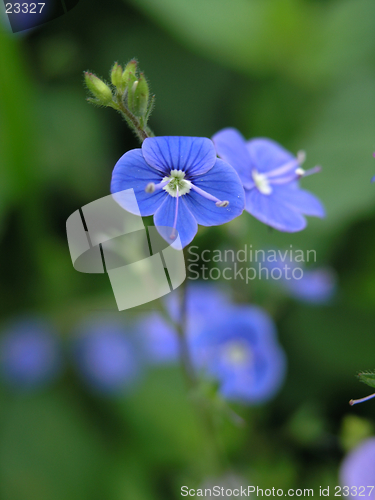 Image of blue flower