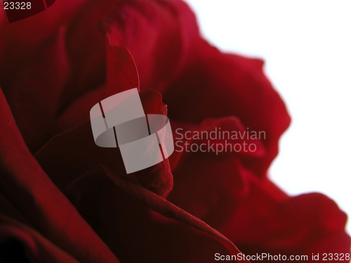 Image of red rose petals