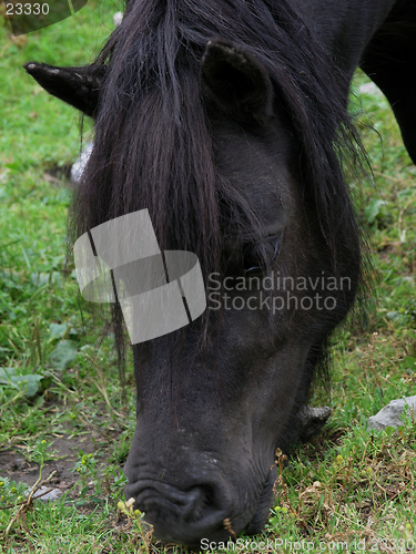 Image of shetland pony