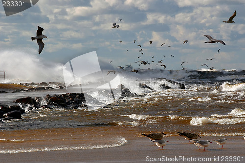 Image of birds over the sea