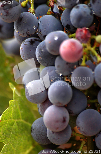 Image of Vinyard Grapes Close Up