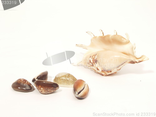 Image of shells collection