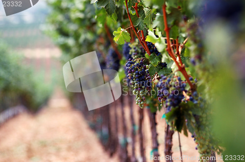 Image of Romantic Vinyard