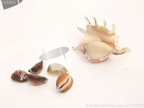 Image of shells colection