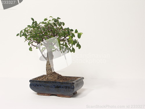 Image of bonsai