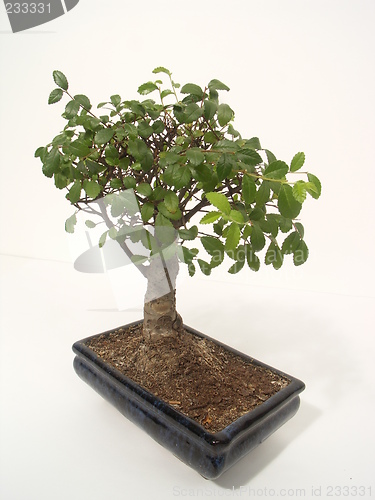 Image of bonsai