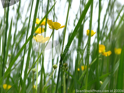 Image of buttercups and grass