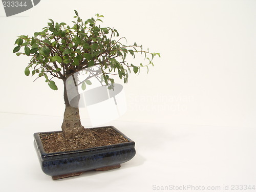 Image of bonsai