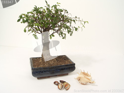 Image of bonsai and shels