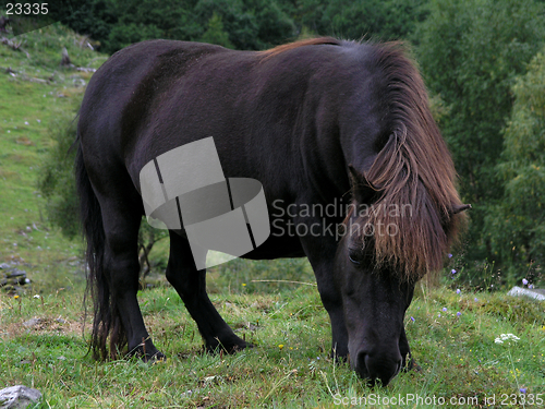 Image of shetland pony