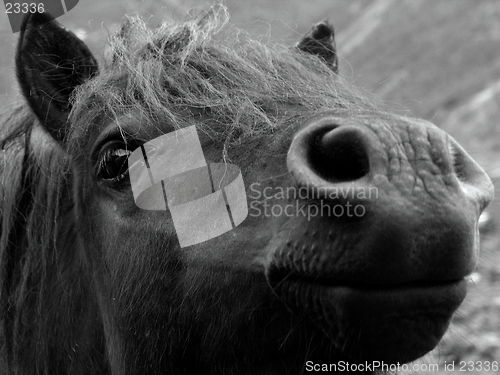 Image of shetland pony - b/w