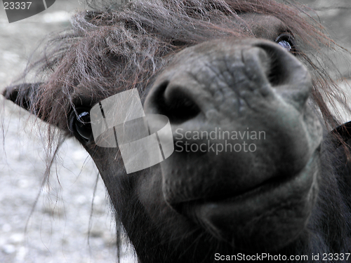 Image of shetland pony close-up