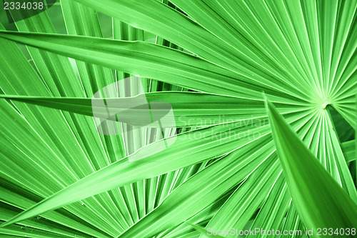 Image of green leaf texture