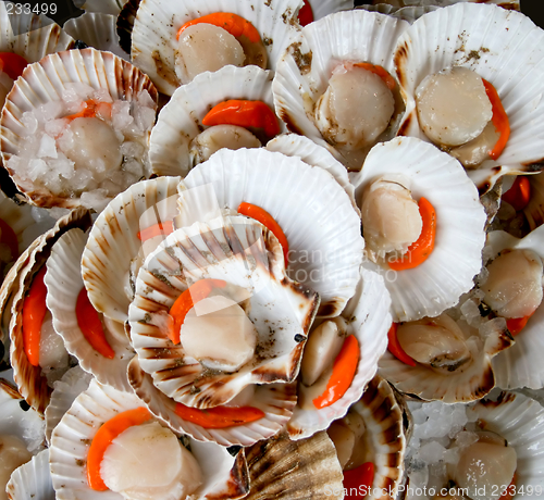 Image of Delicious shell