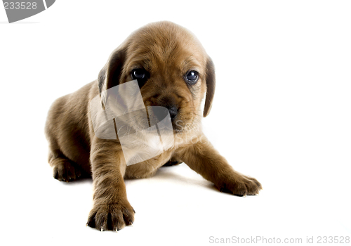 Image of Cute Puppy