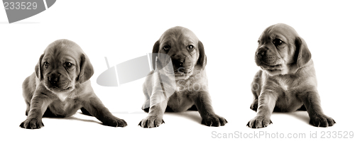 Image of Cute Puppy
