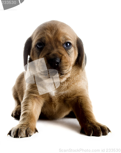 Image of Cute Puppy