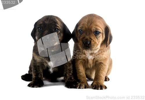 Image of Puppy brothers