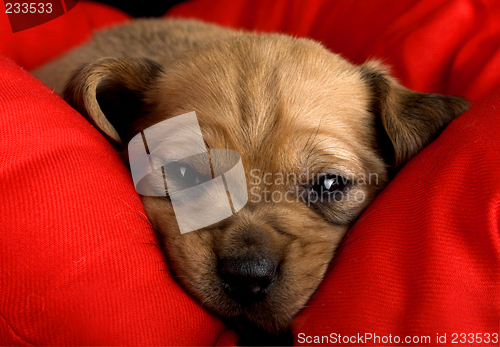 Image of Sadness Puppy