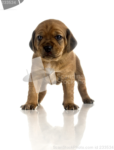 Image of Cute Puppy