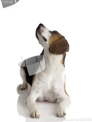 Image of Beagle