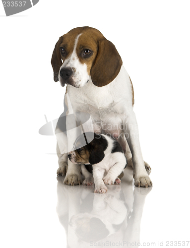 Image of Beagle dog