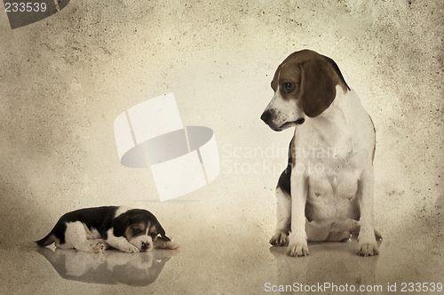 Image of Beagle mom