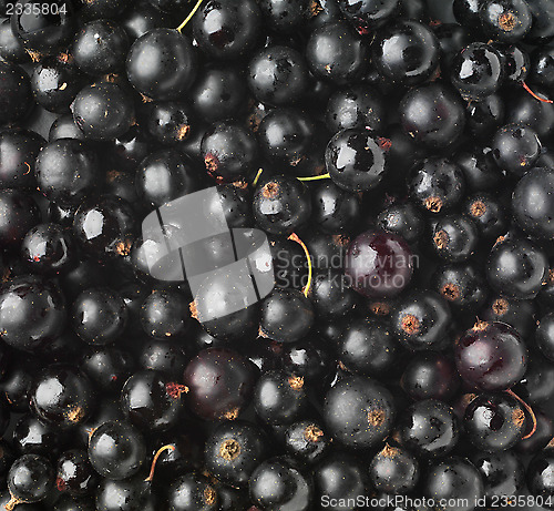 Image of black currant background